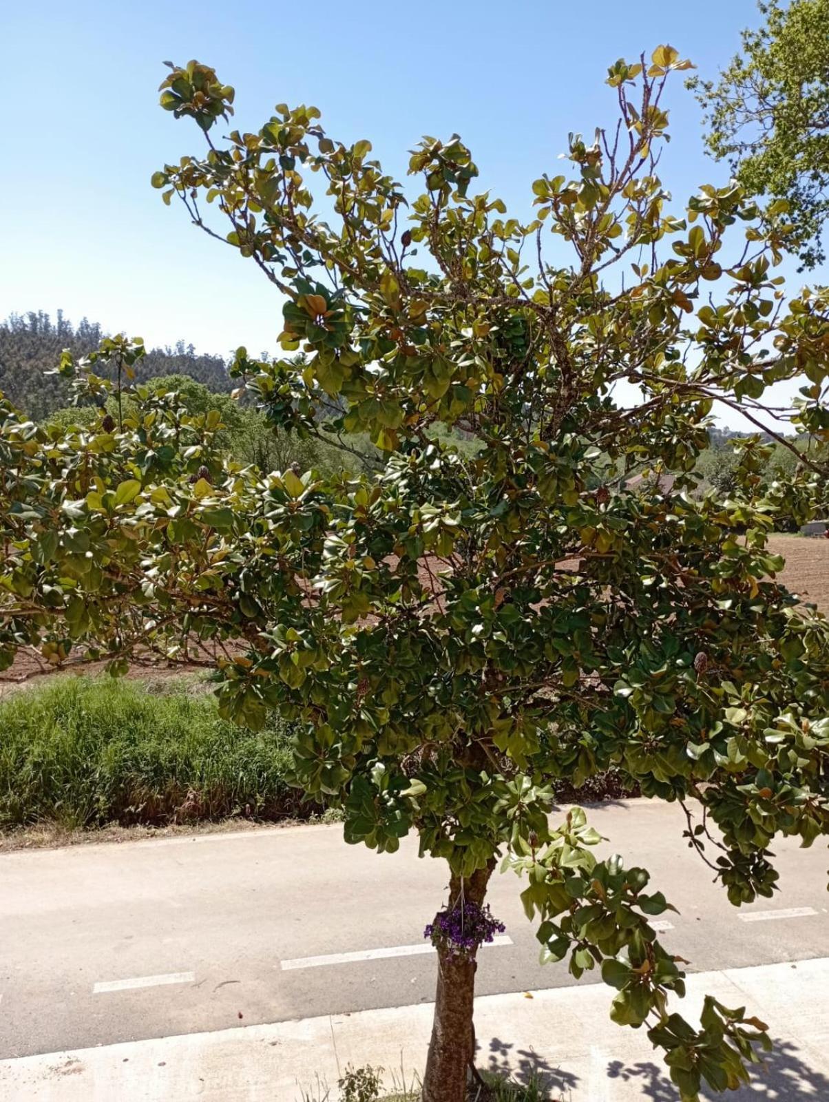 A Casa Do San Paio De Buscas Διαμέρισμα Ordes Εξωτερικό φωτογραφία